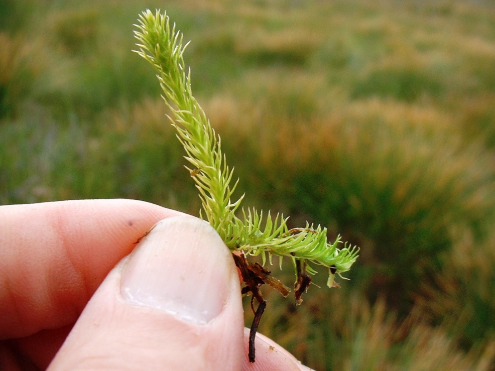 Lycopodiella inundata / Licopodio inondato